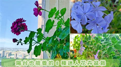 陽台好種的花|陽台必備10種花草 全年開花不間斷